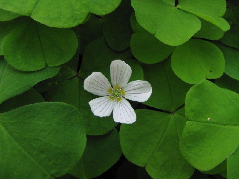 Oxalis acetosella l.
