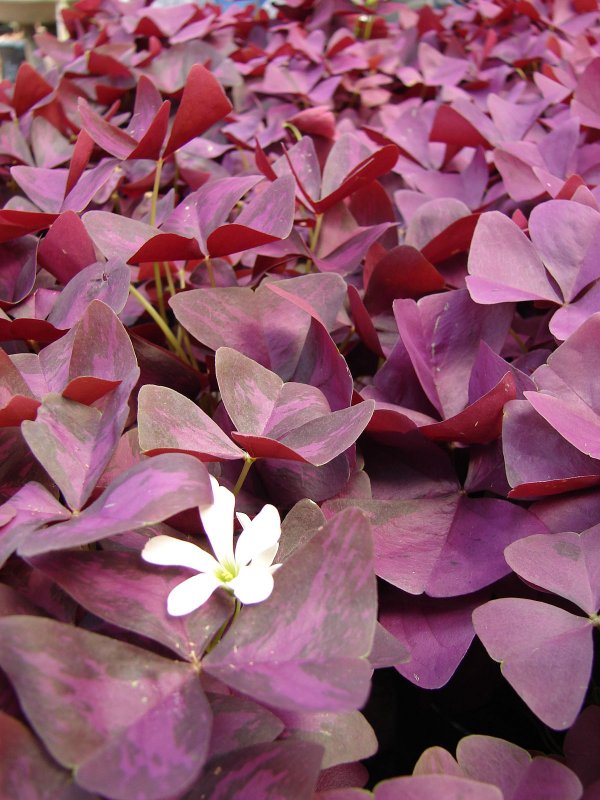 Кислица треугольная (Oxalis triangularis)