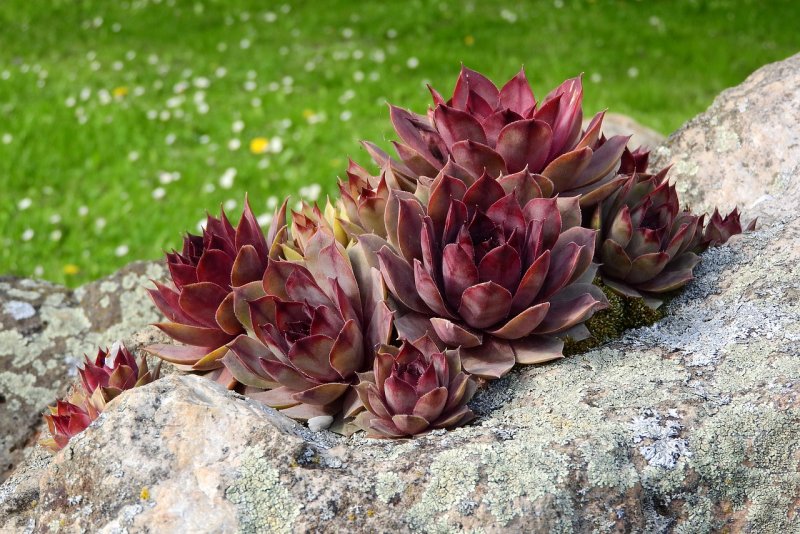 Растение Sempervivum