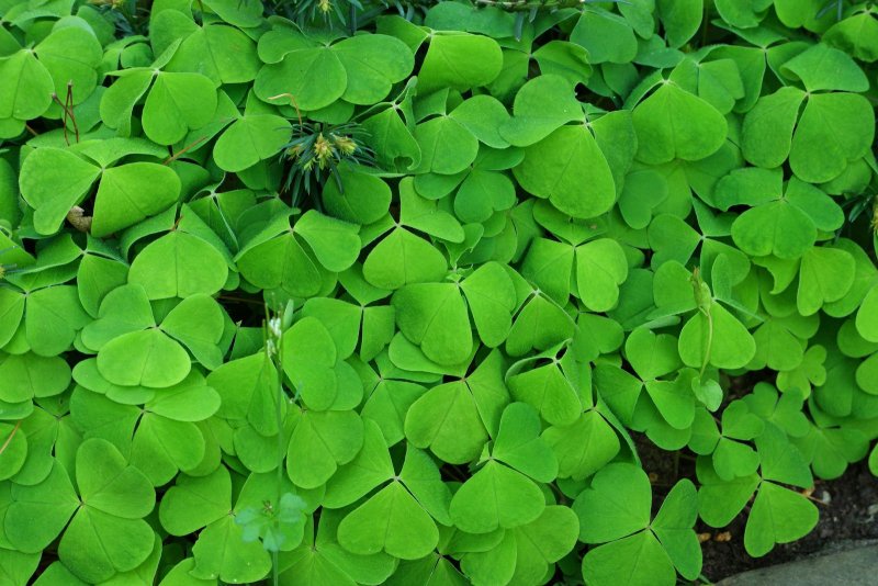 Кислица обыкновенная Shamrock