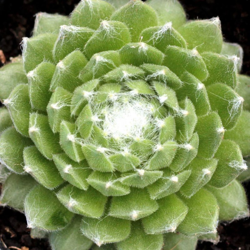 Молодило Sempervivum 'Kramer's Spinrad'