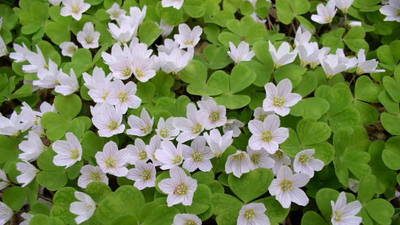 15 Кислица обыкновенная Oxalis acetosella l.