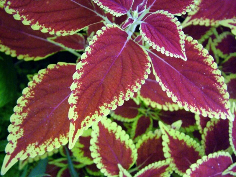 Колеус Ренельта Coleus rehneltianus