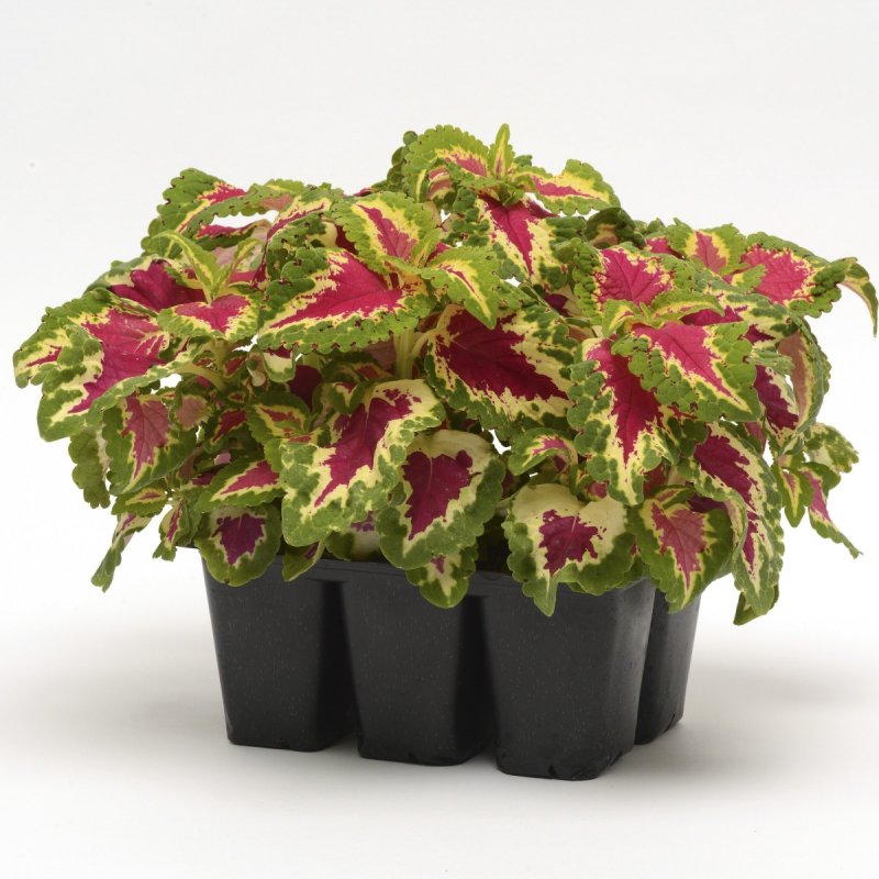 Колеус Red Croton II