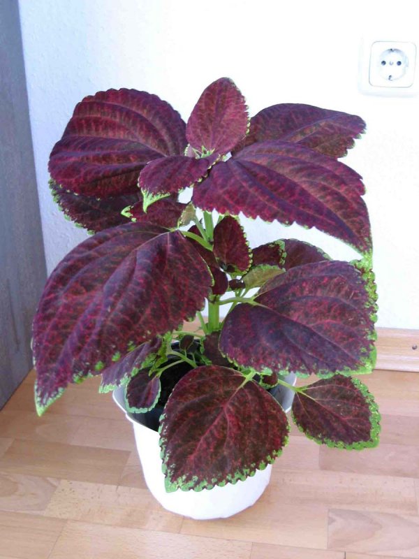 Колеус Red Croton