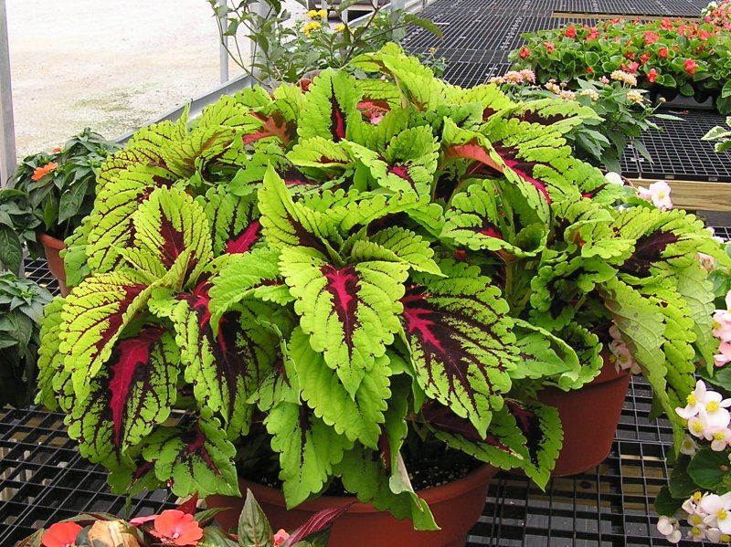 Колеус, Крапивка (Coleus)