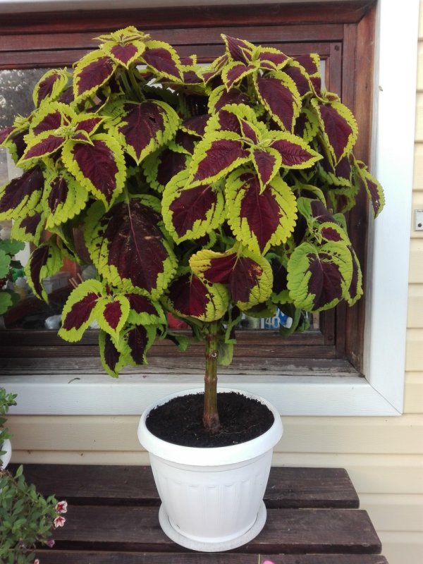 Coleus Canina цветок