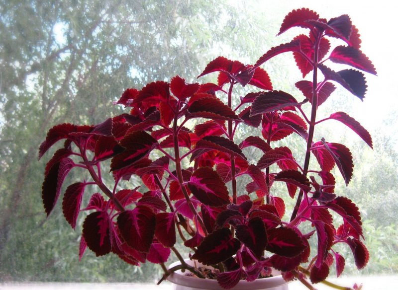 Колеус Ренельта Coleus rehneltianus
