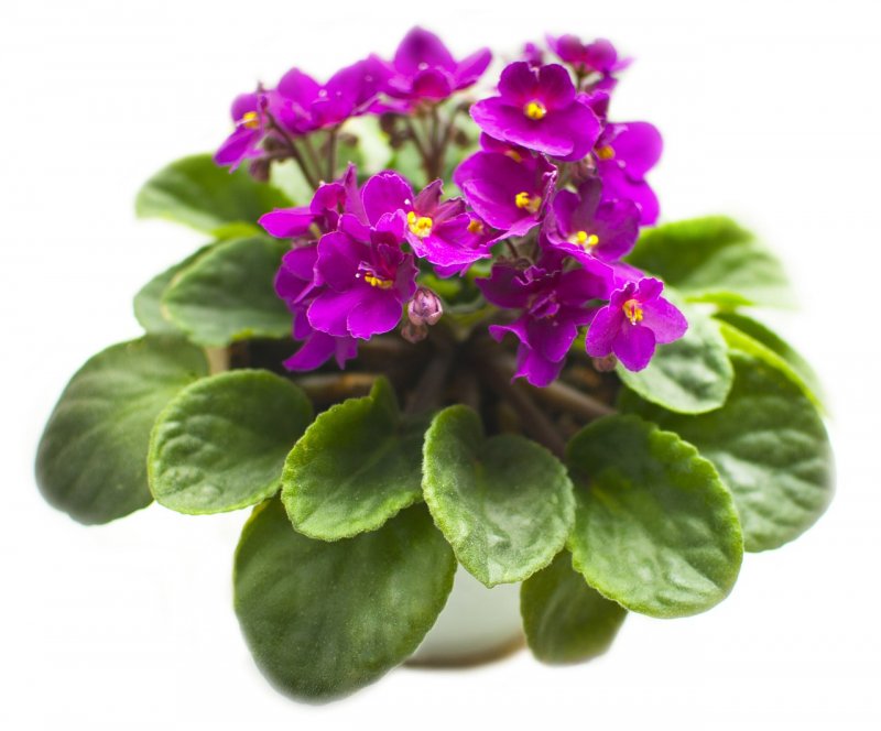 Сенполия фиалкоцветная