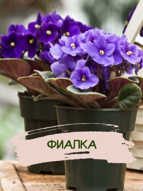 Комнатные растения фиалка узамбарская