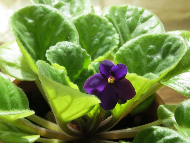Фиалка African Violet