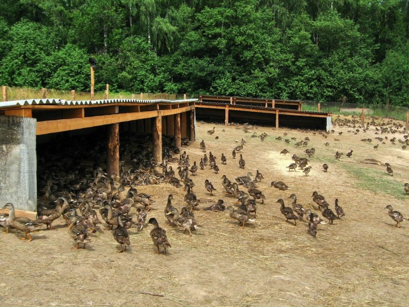 Каркасный курятник