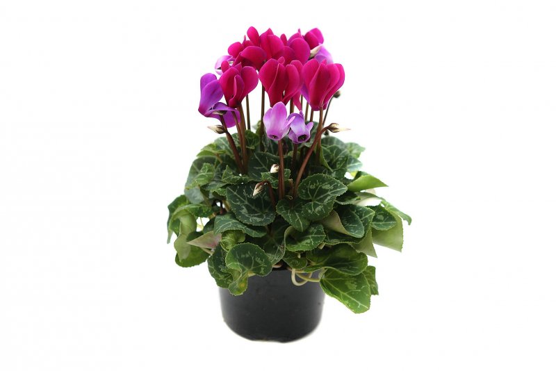 Цикламен персидский (Cyclamen persicum