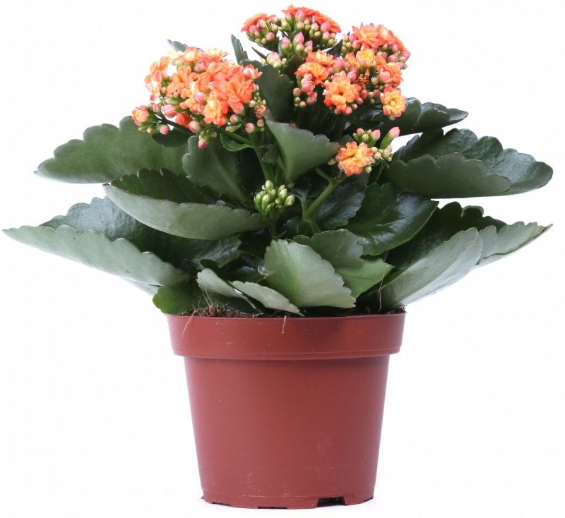 Каланхоэ Вивьен (Kalanchoe Vivien)
