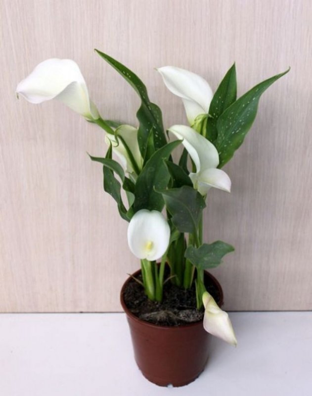 Калла Плант микс х9
