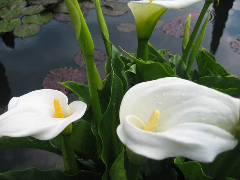 Калла Monte Carlo Zantedeschia