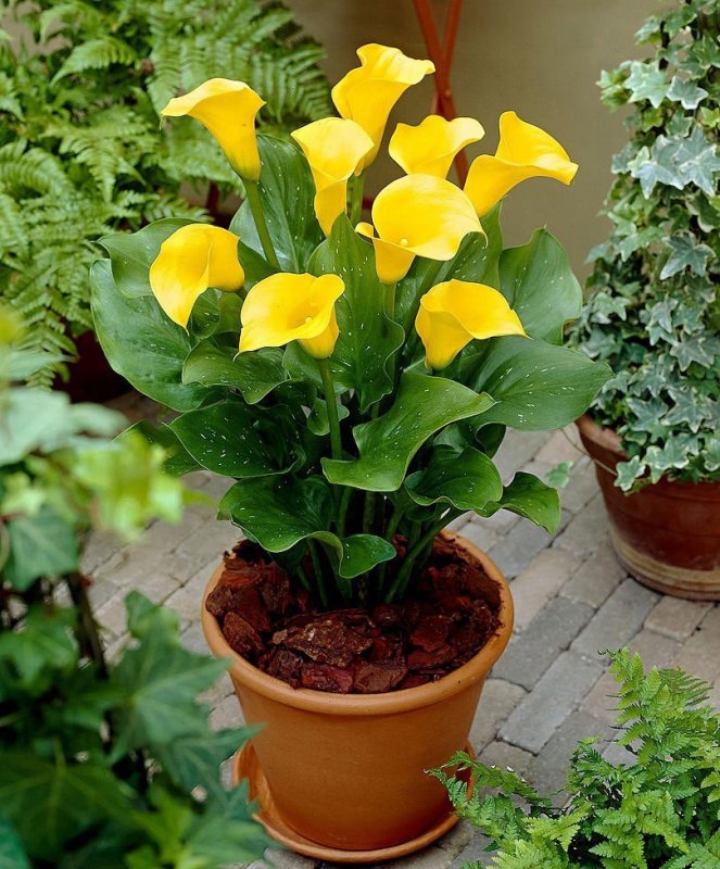 Zantedeschia Odessa Калла