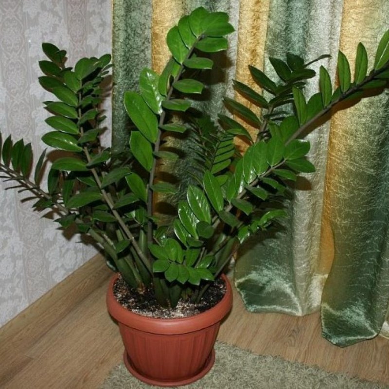 Долларовая Пальма замиокулькас