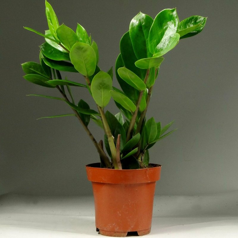 Замиокулькас Emerald Palm
