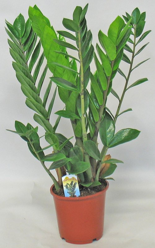 Zamioculcas долларовое дерево