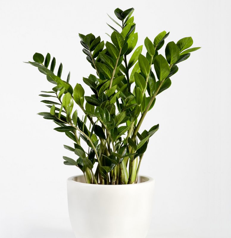 Zamioculcas долларовое дерево