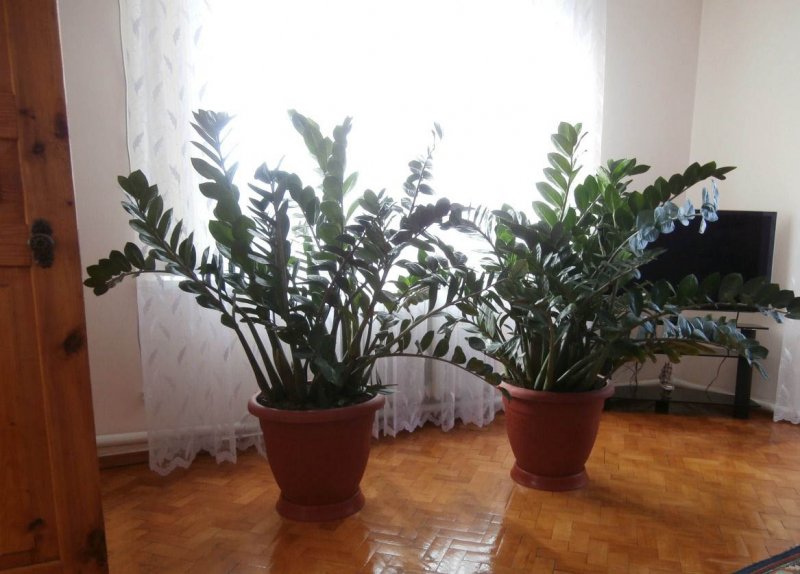 Цветок зимоакалисис