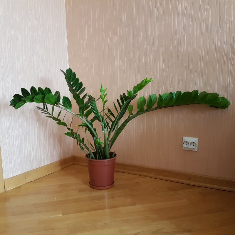 Замиокулькас в дикой природе