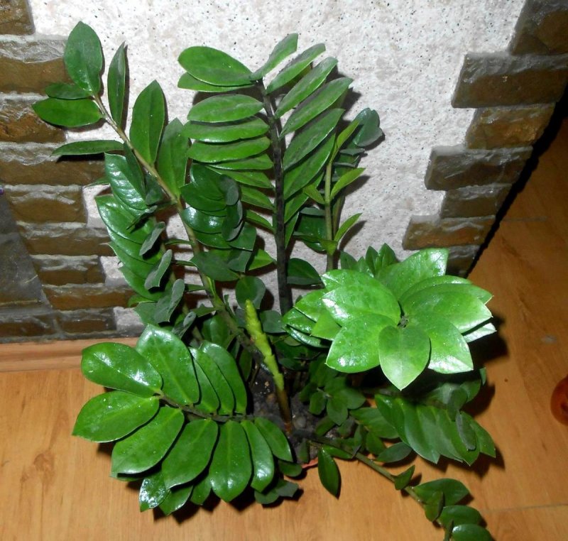 Замия кулькас цветок