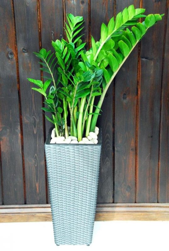 Zamioculcas долларовое дерево