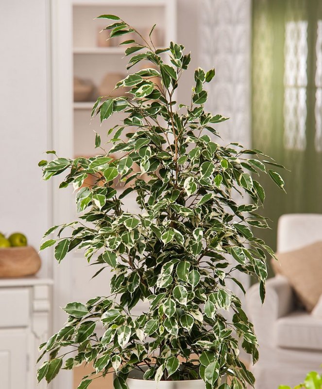 Фи́кус Бенджами́на Ficus benjamina