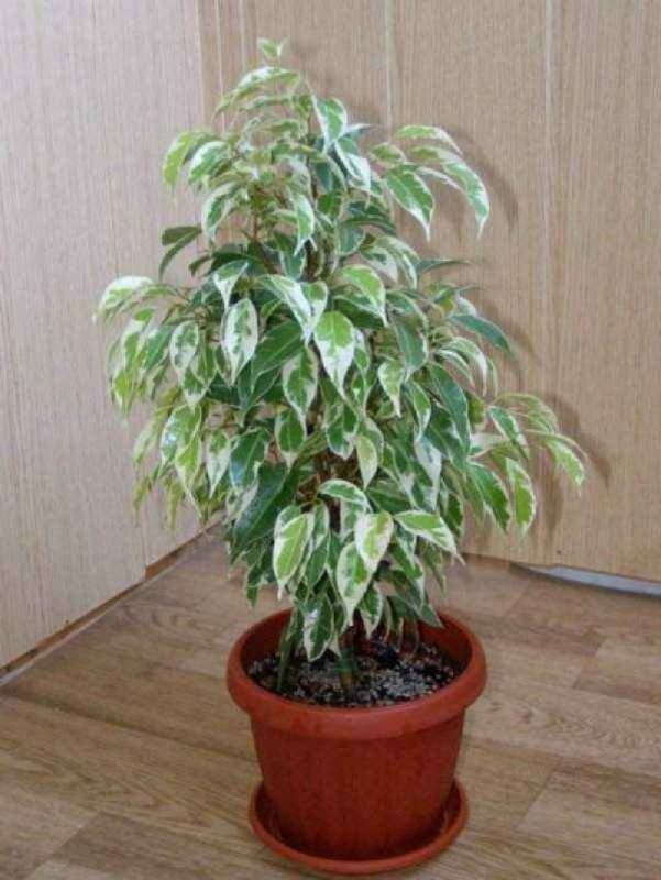 Фикус бельжамин