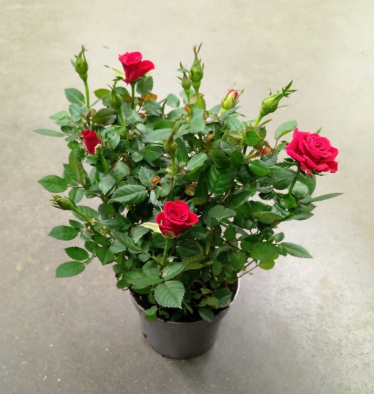 Роза Кордана (Rosa Kordana)