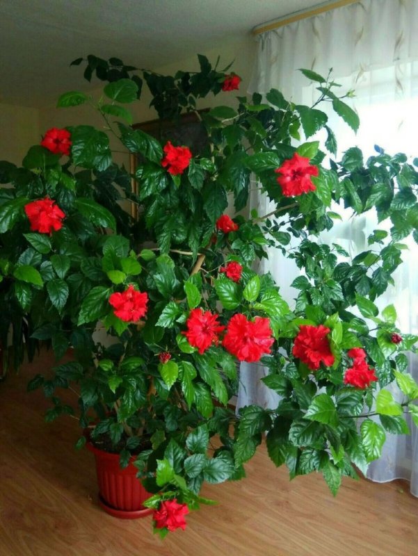 Роза гибискус