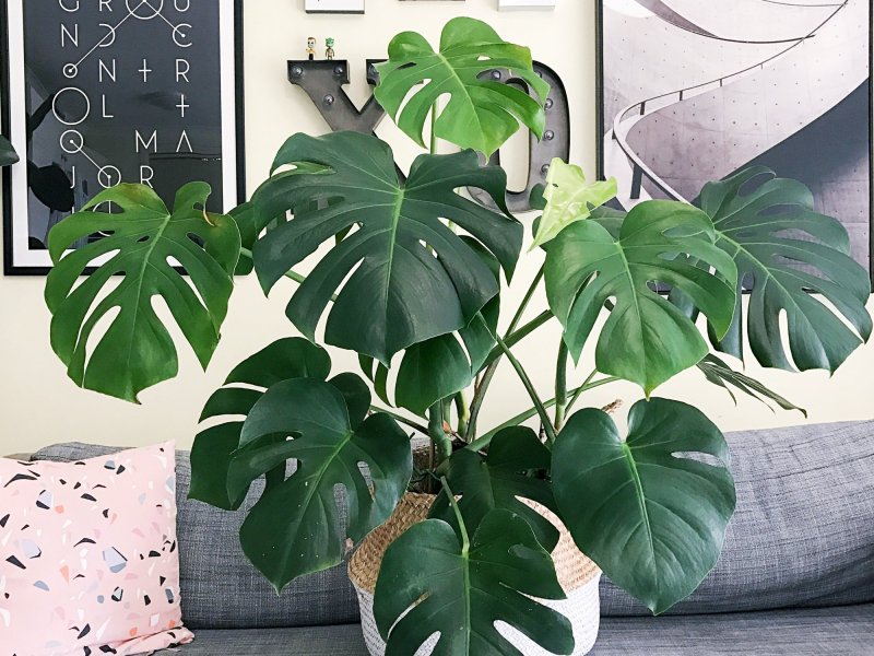 Монстера заострённая /Monstera acuminata