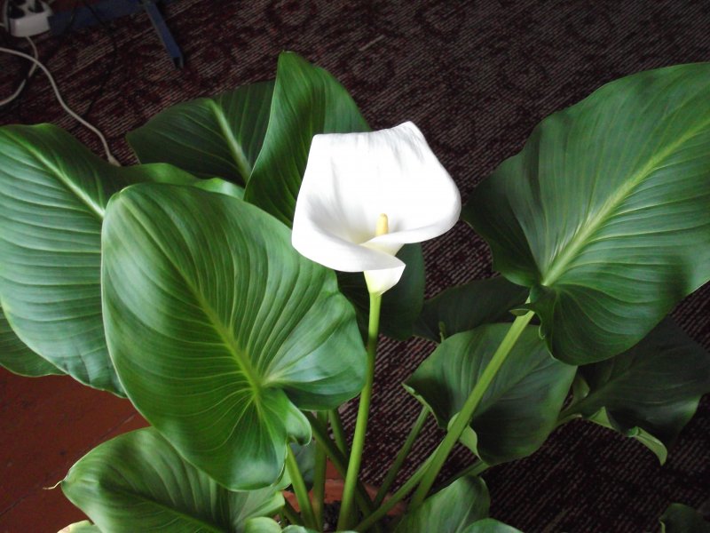 Монстера деликатесная (Monstera deliciosa)