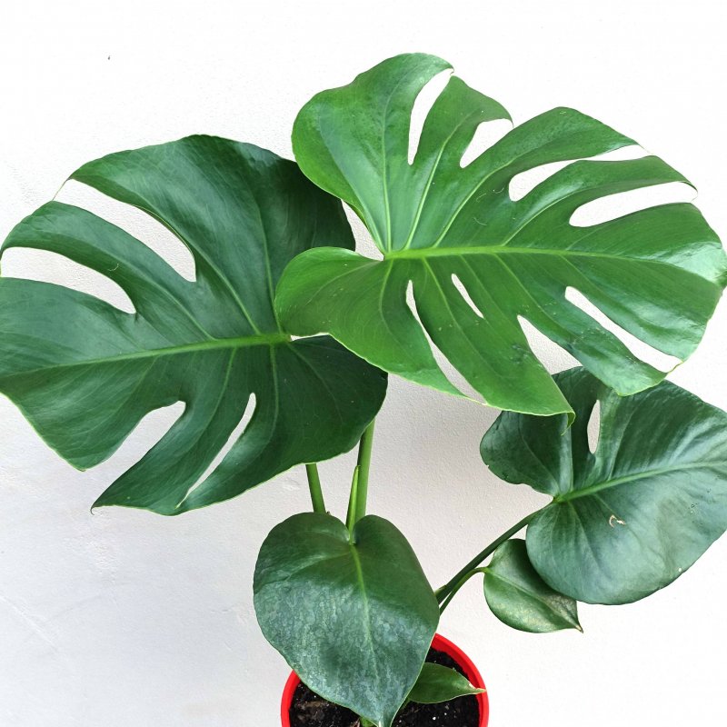 Монстера Делициоза (Monstera deliciosa)