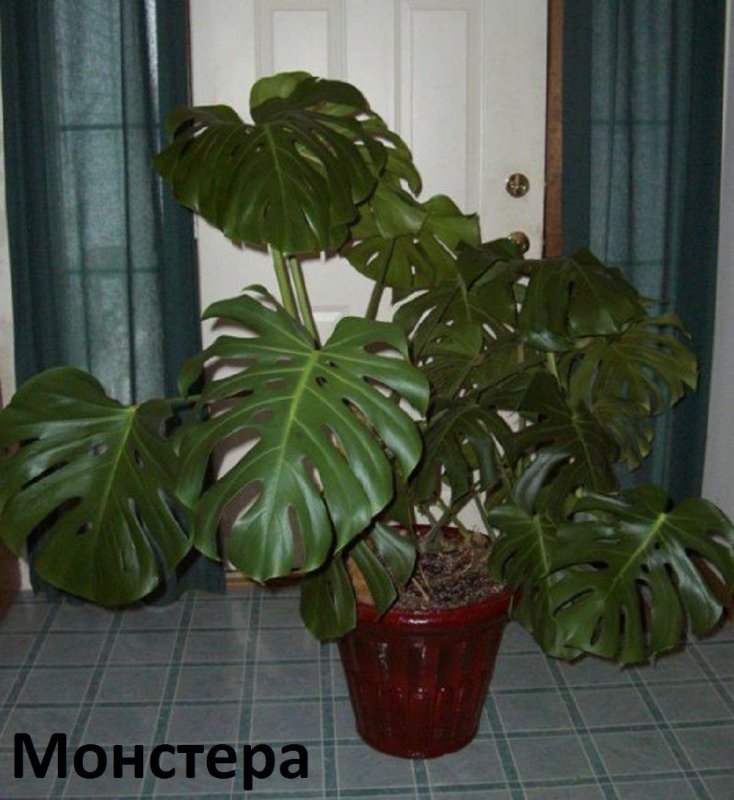 Монстера МОСП