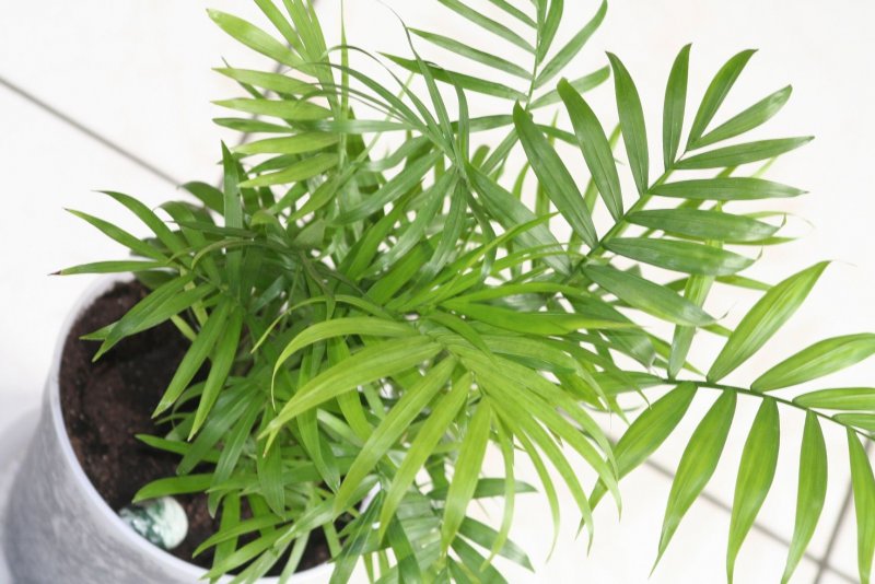 Хамедорея изящная (Chamaedorea elegans)