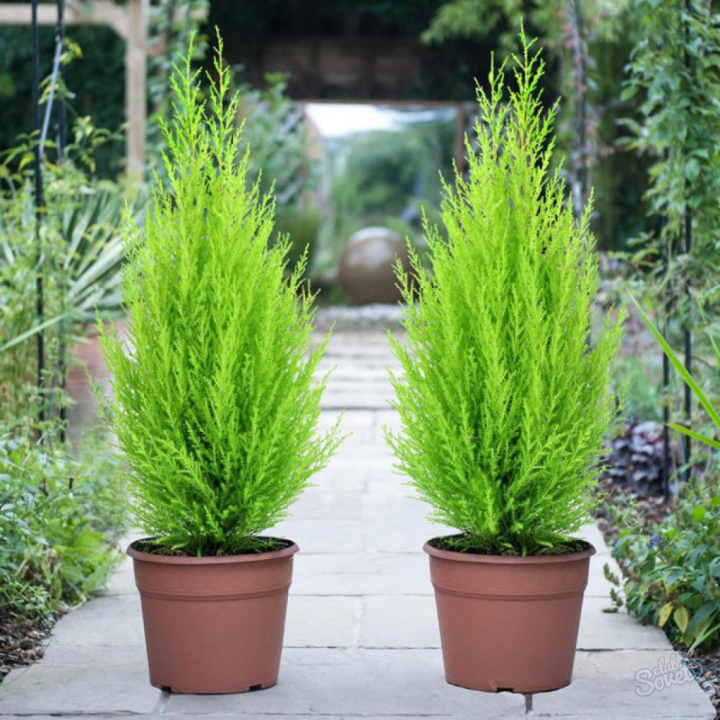 Chamaecyparis lawsoniana columnaris