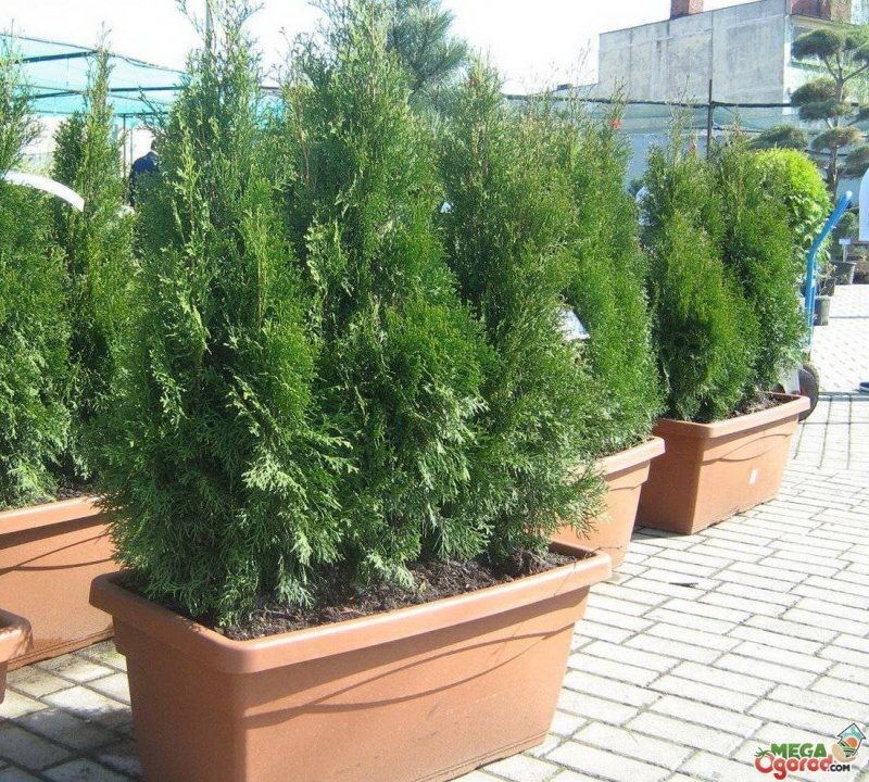 Туя Купрессус