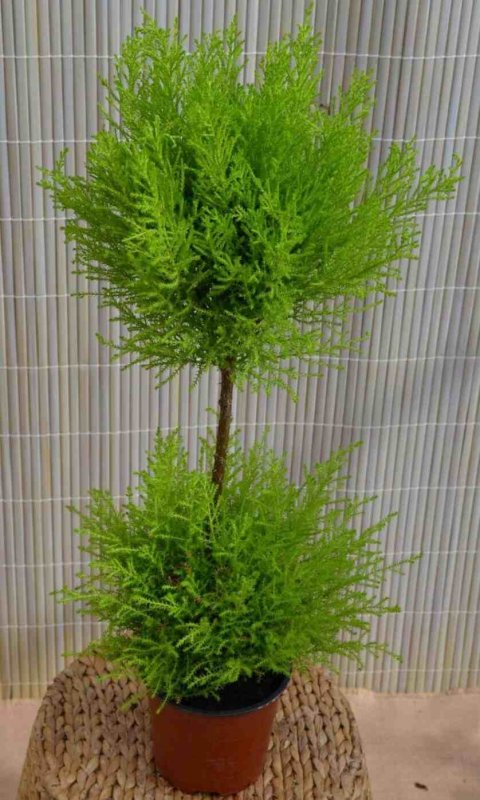 Кипарисовик Купрессус