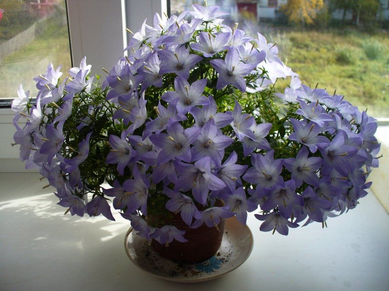 Кампанула жених и невеста