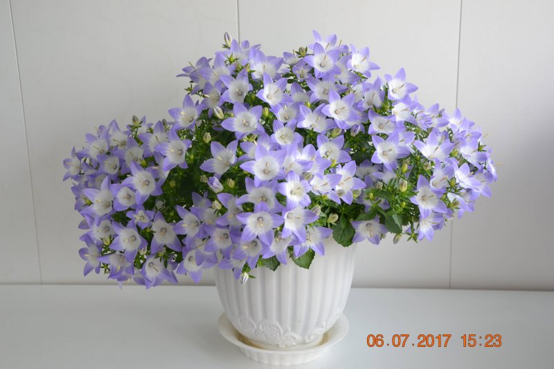Кампанула Альба и Майя