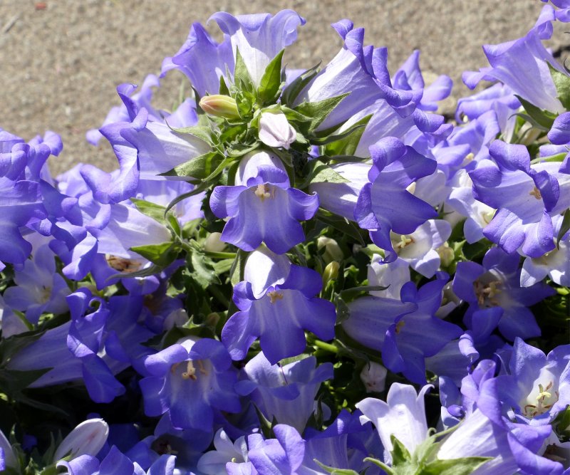Кампанула Campanula