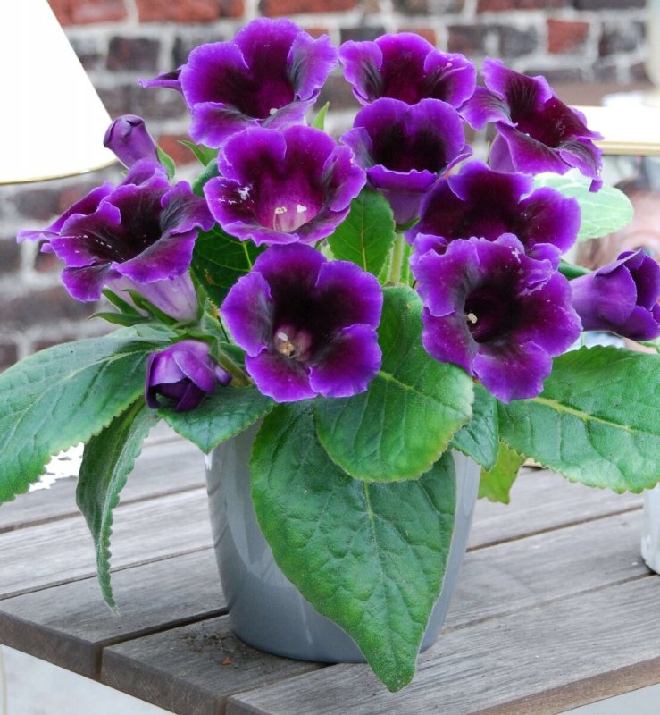 Глоксиния Виолацеа violacea