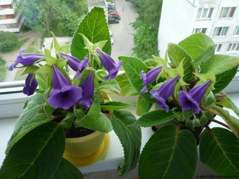 Колерия сиреневая