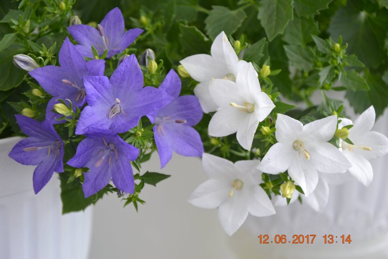 Кампанула кочрилиифолия