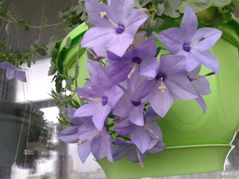 Кампанула Чирилло синяя