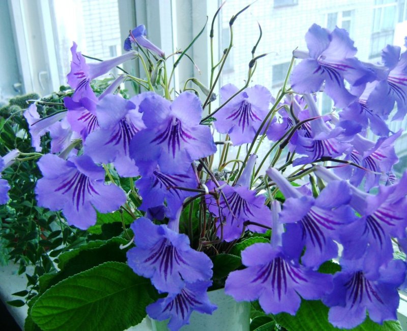 Campanula rotundifolia