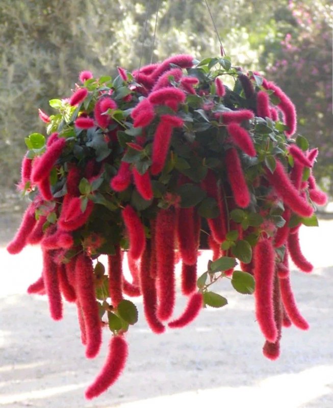 Акалифа ампельная